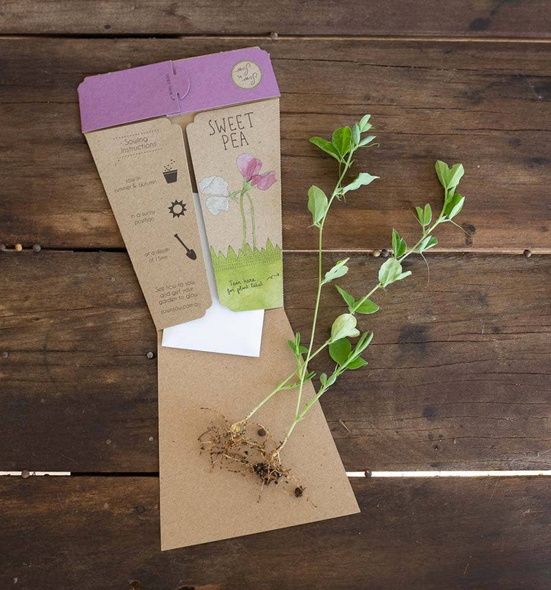 Sweet Pea Gift of Seeds (Australia Only)