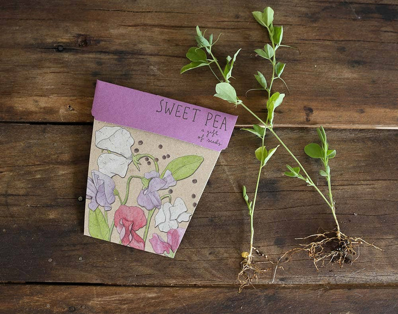 Sweet Pea Gift of Seeds (Australia Only)