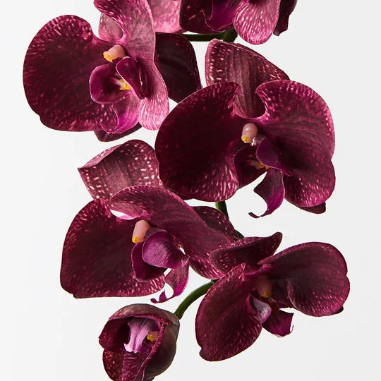 Orchid Phalaenopsis Spray - Burgundy