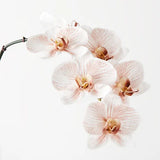 Orchid Phalaenopsis Infused - Latte