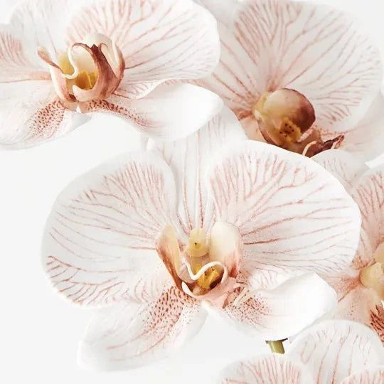 Orchid Phalaenopsis Infused - Latte