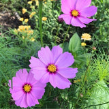 Blooming Beautiful Gift of Seeds (Australia Only)-House of Holabox