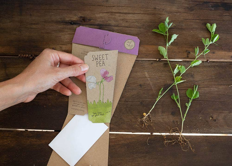 Sweet Pea Gift of Seeds (Australia Only)
