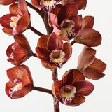 Cymbidium Orchid-House of Holabox