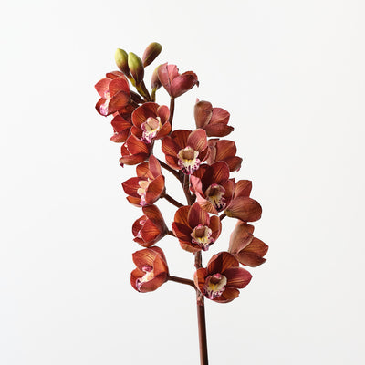 Cymbidium Orchid