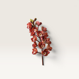 Cymbidium Orchid-House of Holabox