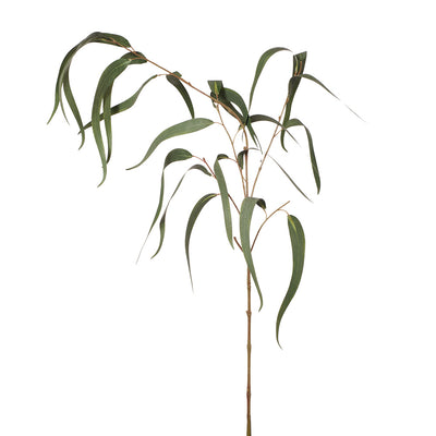 Eucalyptus Long Leaf Spray Grey Green