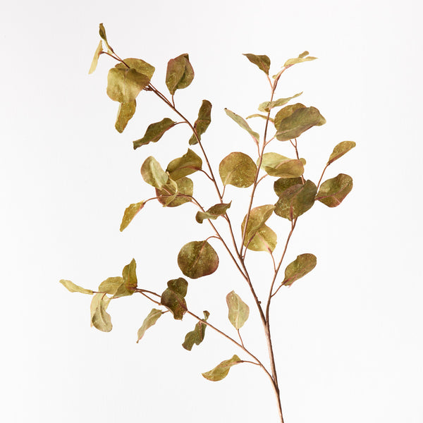 Eucalyptus Spray Green