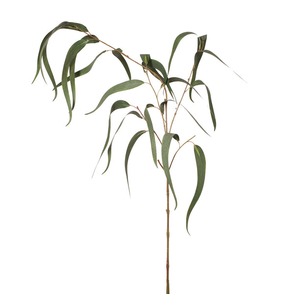 Eucalyptus Long Leaf Spray Grey Green