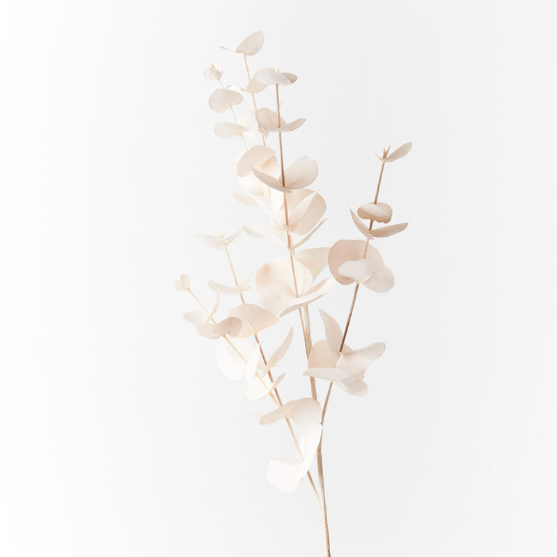 Eucalyptus Silver Dollar Ivory