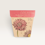 Everlasting Daisy Gift of Seeds (Australia Only)-House of Holabox
