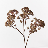 Fennel Flower Spray Natural-House of Holabox