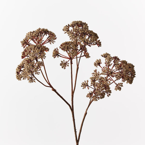 Fennel Flower Spray Natural