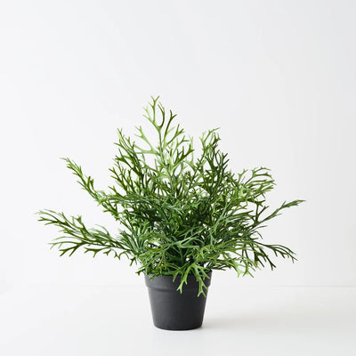 Fern Staghorn Plant