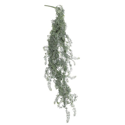 Hanging Wild Vetch Bunch
