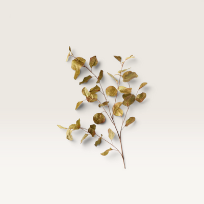 Eucalyptus Spray Green
