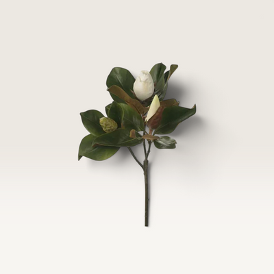 Magnolia Bud + Foliage