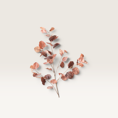 Eucalyptus Spray Brown