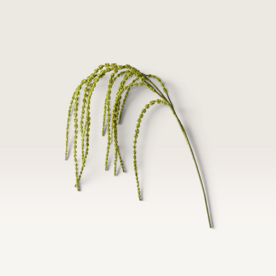 Amaranthus Spray Green