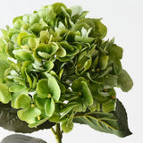 Hydrangea-House of Holabox