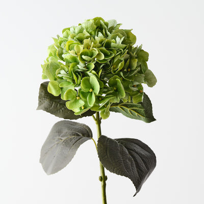 Hydrangea