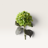 Hydrangea-House of Holabox