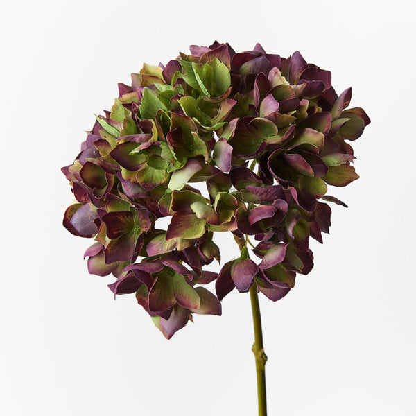 Hydrangea Burgundy Green