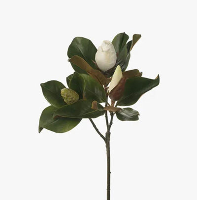 Magnolia Bud + Foliage