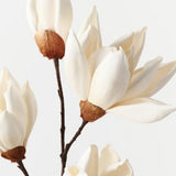 Magnolia Japanese Spray-House of Holabox