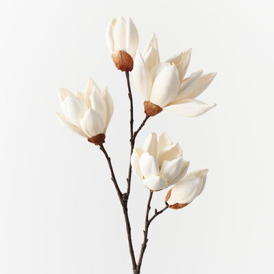 Magnolia Japanese Spray