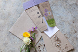 Native Daisies Gift of Seeds (Australia Only)-House of Holabox