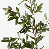 Olive Leaf Spray-House of Holabox