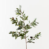 Olive Leaf Spray-House of Holabox