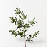 Olive Leaf Spray-House of Holabox