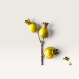 Pomegranate Spray - Green-House of Holabox