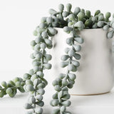 String of Pearls in Pot-House of Holabox