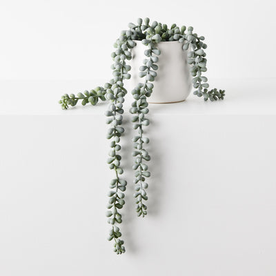 String of Pearls in Pot