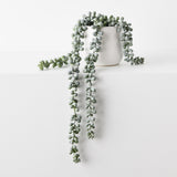 String of Pearls in Pot-House of Holabox