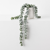 String of Pearls in Pot-House of Holabox