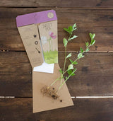 Sweet Pea Gift of Seeds (Australia Only)-House of Holabox