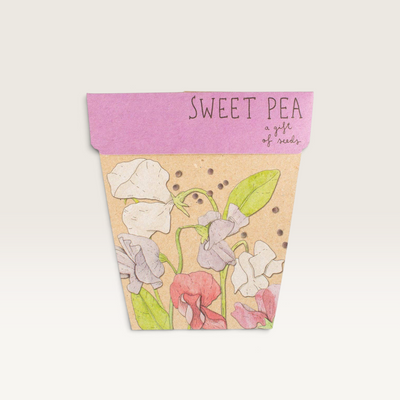 Sweet Pea Gift of Seeds (Australia Only)
