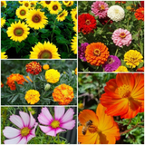 Teachers Plant Seeds - Flower Seeds-House of Holabox