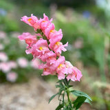 Thinking Of You Snapdragon Seeds-House of Holabox