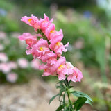 Thinking Of You Snapdragon Seeds-House of Holabox