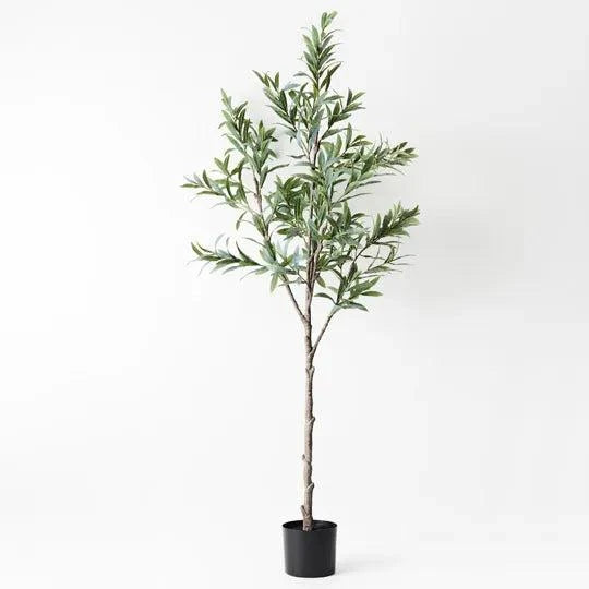 Olive Tree w/o Fruit